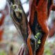 dscf9252 01 scaled