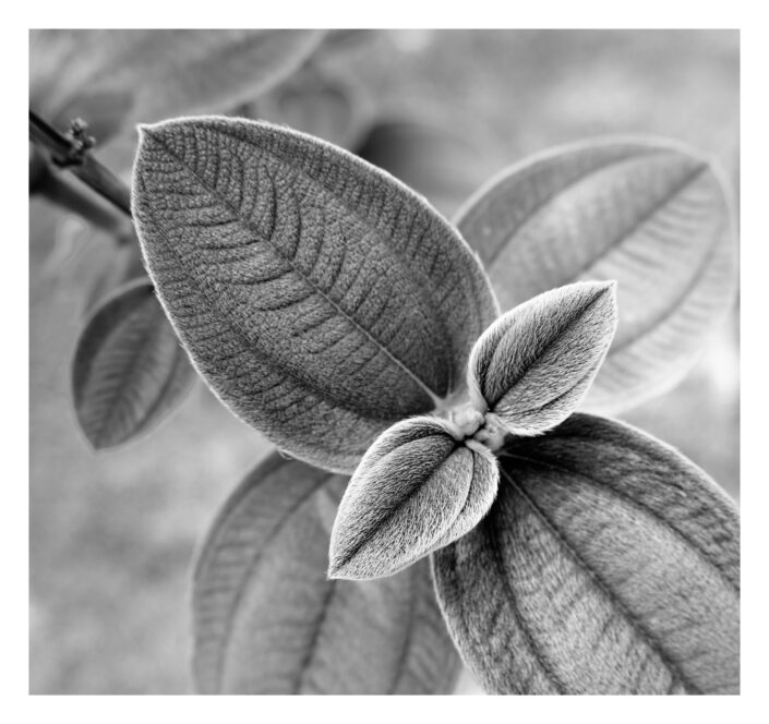 joe lovell cuenca ecuador cuenca ecuador 2